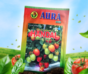Pikpop Creative x aura seed